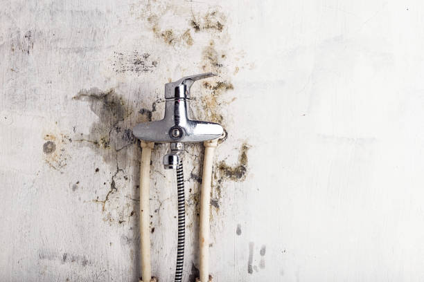Best Commercial Mold Removal  in Shelbina, MO
