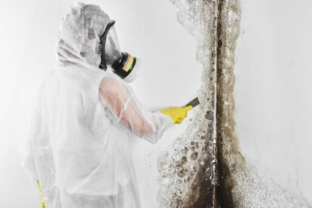 Professional Mold Removal in Shelbina, MO