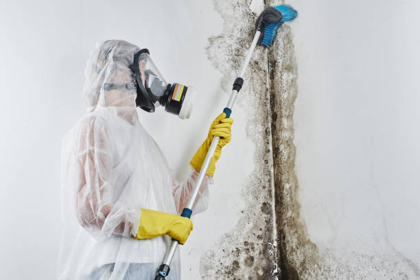 Best Mold Remediation  in Shelbina, MO