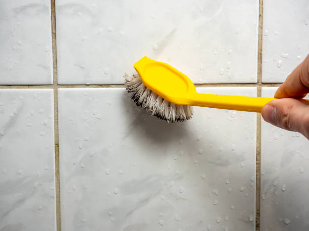 Best Mold Removal Company Near Me  in Shelbina, MO