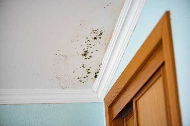 Home Mold Removal in Shelbina, MO