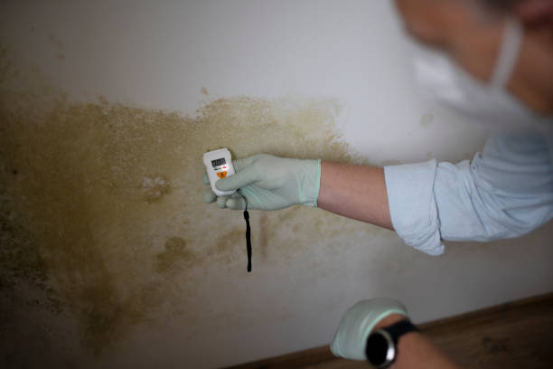 Best Mold Remediation Services  in Shelbina, MO