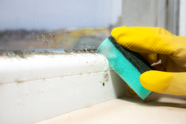 Certified Mold Removal in Shelbina, MO