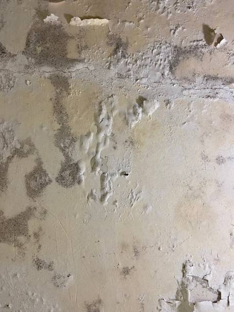 Best Attic Mold Removal  in Shelbina, MO