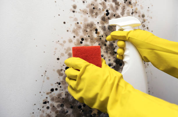 Best Crawl Space Mold Removal  in Shelbina, MO