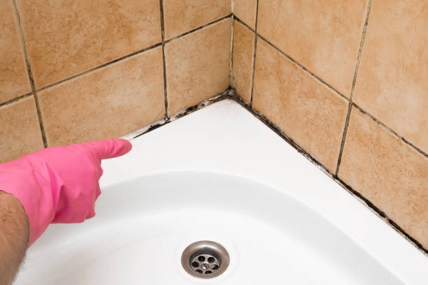Best Local Mold Removal Service  in Shelbina, MO